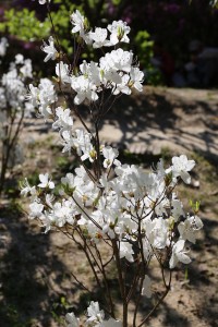 廣田神社の白花のコバノミツバツツジ