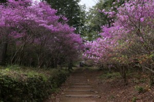 善住善寺のコバノミツバツツジ