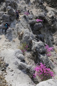 宮越山北斜面のコバノミツバツツジ