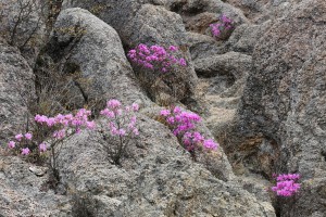 宮越山北斜面のコバノミツバツツジ