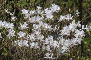 根の上高原の白いコバノミツバツツジ