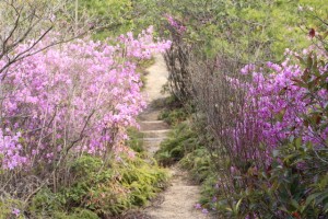 近江富士花緑公園の山道