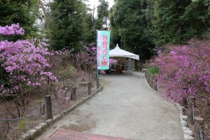 春日神社の宮山のコバノミツバツツジ