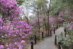 春日神社の宮山のコバノミツバツツジ