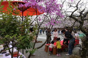 春日神社の宮山のコバノミツバツツジ