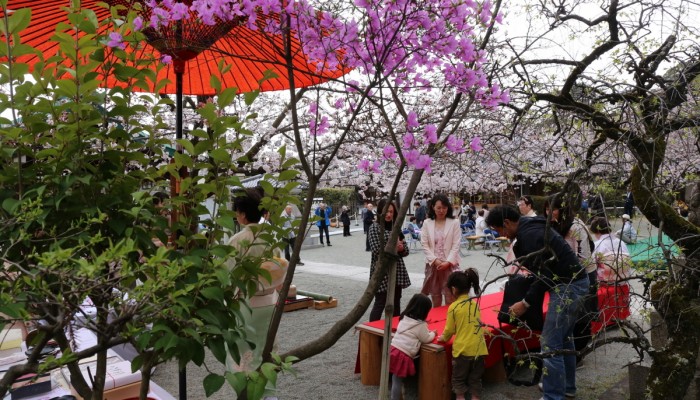 春日神社の宮山のコバノミツバツツジ