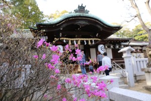 芦屋神社のコバノミツバツツジ