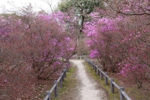 廣田神社のコバノミツバツツジ