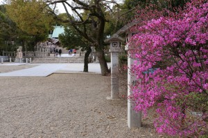 廣田神社のコバノミツバツツジ