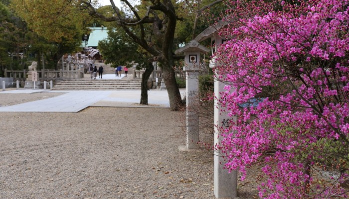 廣田神社のコバノミツバツツジ