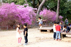 廣田神社のコバノミツバツツジに遊ぶ