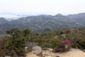 天目山のコバノミツバツツジ