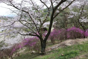 深山公園のコバノミツバツツジ