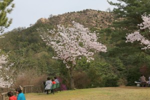 深山公園のコバノミツバツツジ