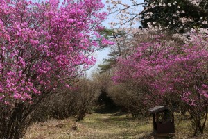 楞巌寺のコバノミツバツツジ