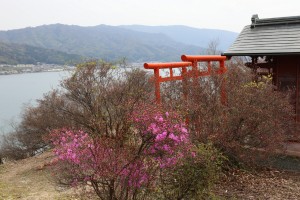 獅子崎稲荷神社のコバノミツバツツジ