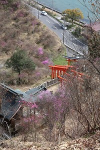 獅子崎稲荷神社のコバノミツバツツジ