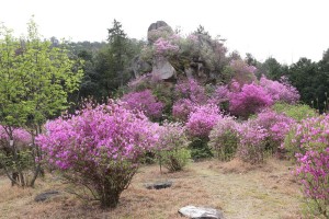 雲岩公園のコバノミツバツツジ