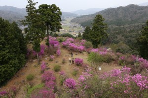 雲岩公園のコバノミツバツツジ