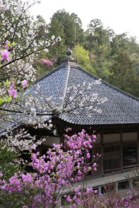 如意寺のコバノミツバツツジ