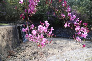 不動川砂防歴史公園のコバノミツバツツジ