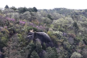 鬼岩のコバノミツバツツジ