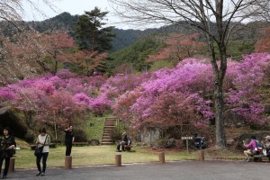 天白公園のミツバツツジ類