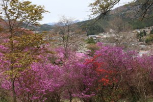 天白公園のミツバツツジ類