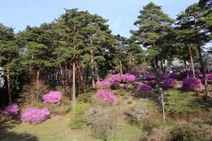 千人塚公園のミツバツツジ