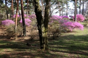 千人塚公園のミツバツツジ