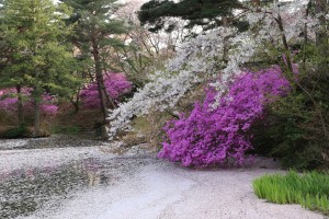 馬見塚公園のミツバツツジ