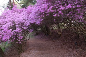 馬見塚公園のミツバツツジのトンネル