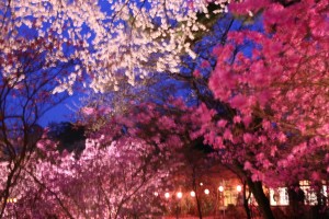 馬見塚公園のミツバツツジとサクラの夜景