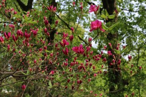 武蔵丘陵森林公園のジングウツツジ？