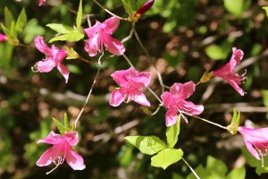 横山岳のユキグニミツバツツジ