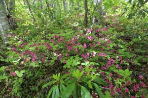 横山岳のユキグニミツバツツジ