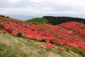 葛城山のヤマツツジ