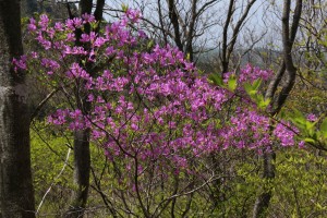 貝月山のトウゴクミツバツツジ