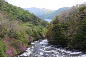 竜頭の滝のトウゴクミツバツツジ