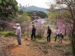 善住禅寺のコバノミツバツツジ