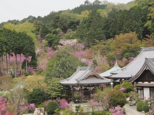 善住禅寺のコバノミツバツツジ