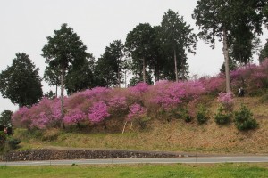 善住禅寺のコバノミツバツツジ