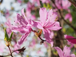 中津川のミツバツツジ