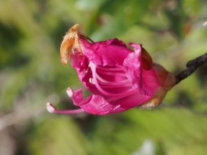 ユキグニミツバツツジの開花