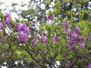 城山公園のコバノミツバツツジ