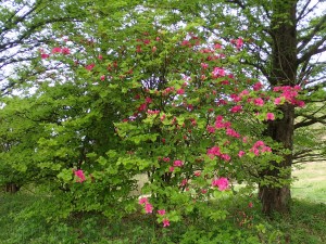 葛城山のダイセンミツバツツジ？