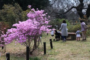 満開のハヤトミツバツツジ