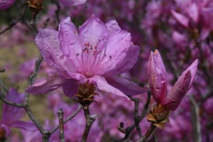 ハヤトミツバツツジの花