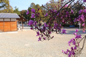 廣田神社のコバノミツバツツジ