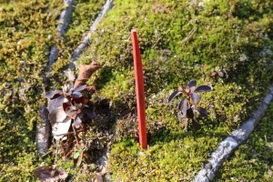 苗木を守る目印の赤い割り箸